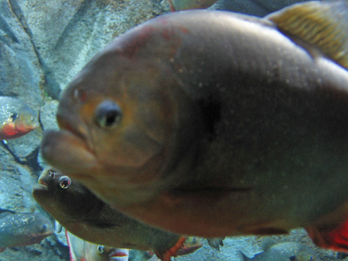 Token Piranha picture | Piranha are godawful ugly fish, and … | Flickr