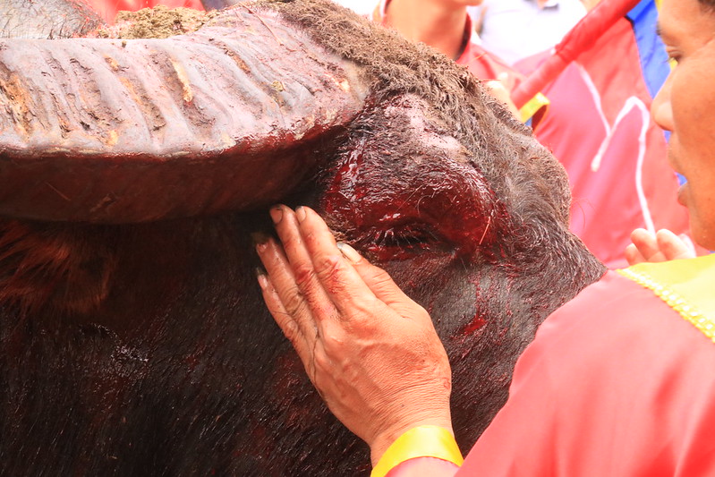Bleeding buffalo after the fight