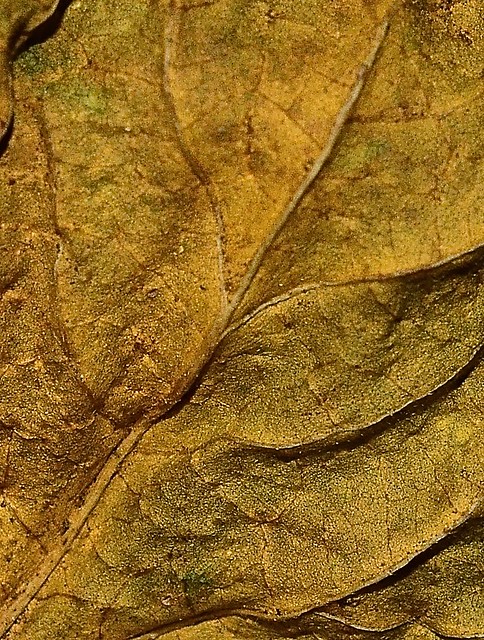 Hibiscus leaf macro