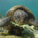 Black sea turtle