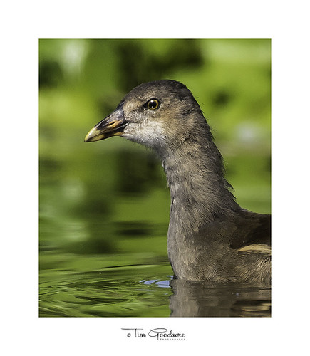 Alert! | by timgoodacre