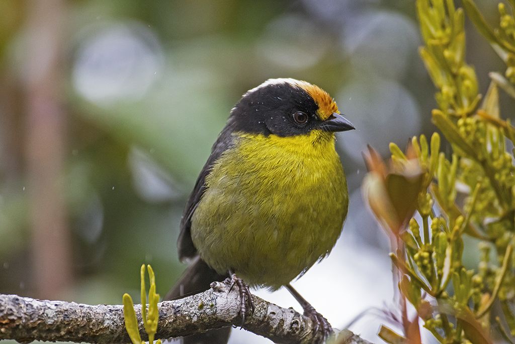 Atlapetes Cabeciblanco-Pale-naped Brush Finch- Atlapetes p… | Flickr