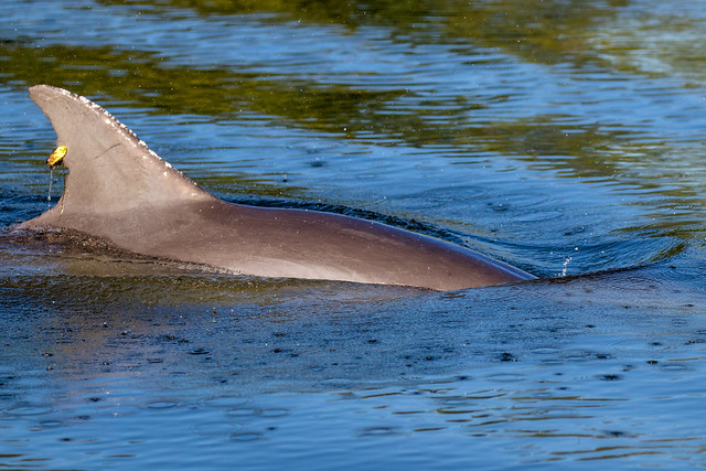 Tagged Porpoise