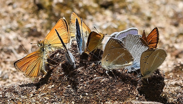 A mix of skippers and blues