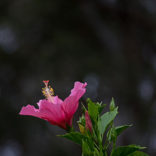 Pink Hibiscus
