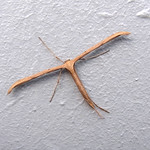 Windengeistchen (T-Moth, Emmelina monodactyla)