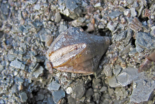 Pentremites sp. (fossil blastoid) (Ramey Creek Member, Slade Formation, Upper Mississippian; Bighill Mountain roadcut, south of Bighill, Kentucky, USA) 1