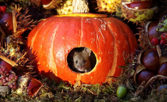 Mouse inside a Autumn pumpkin  (4)