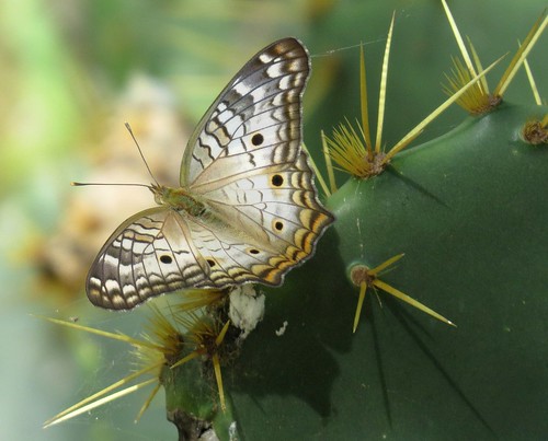 butterfly insect whitepeacock anartiajatrophae edinburgnaturecenter edinburg texas nature wildlife