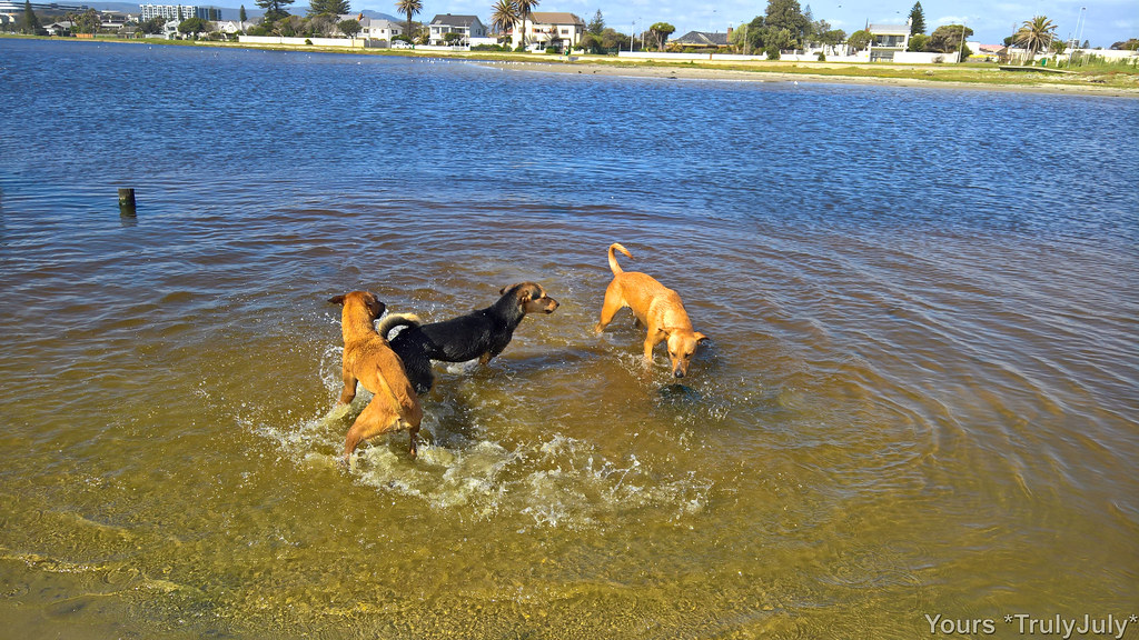 Dog Walk at Lagoon Beach where the puppies go for a swim