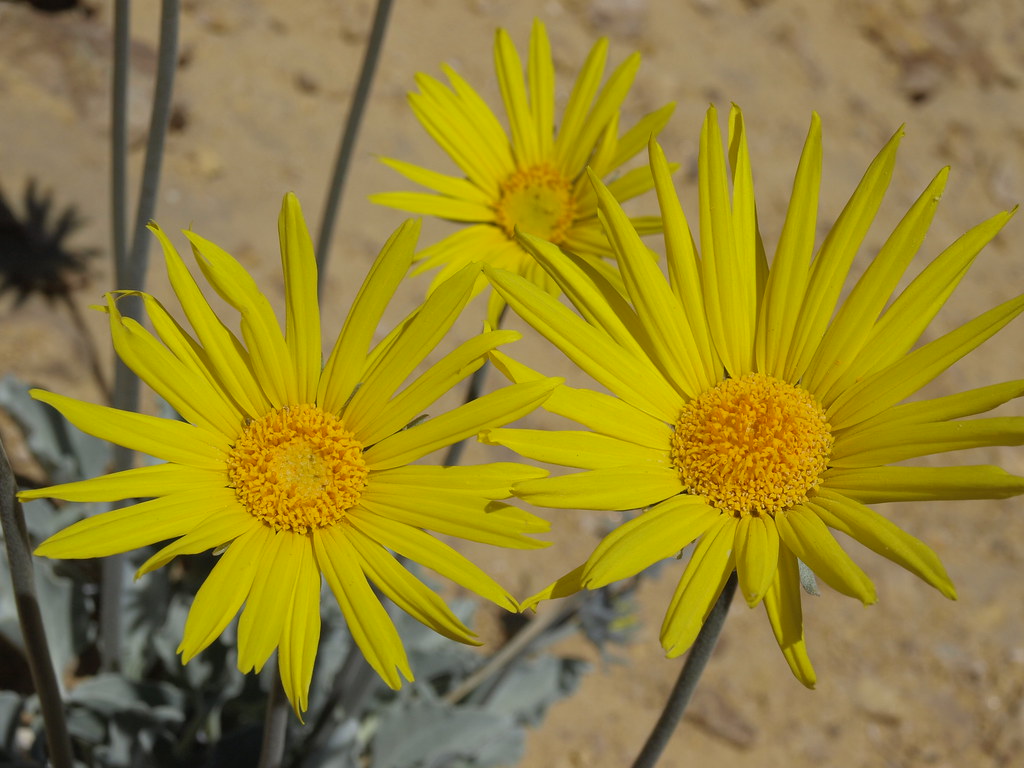 Nevada sunray, Enceliopsis nudicaulis var. nudicaulis