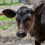 Baby cow portrait