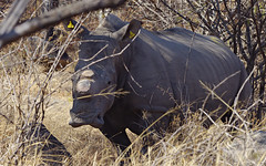 White rhino, Matopos NP