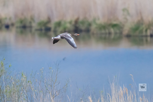 Greylag Goose in flight_w_3214