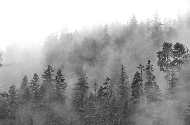 _DSC6318  Tranquil foggy morning