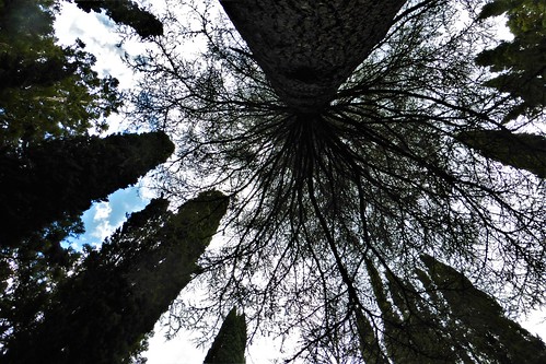 newzealand gisborne tairawhiti tūranganuiakiwa eastwoodhills arboretum trees specimen exotics botany