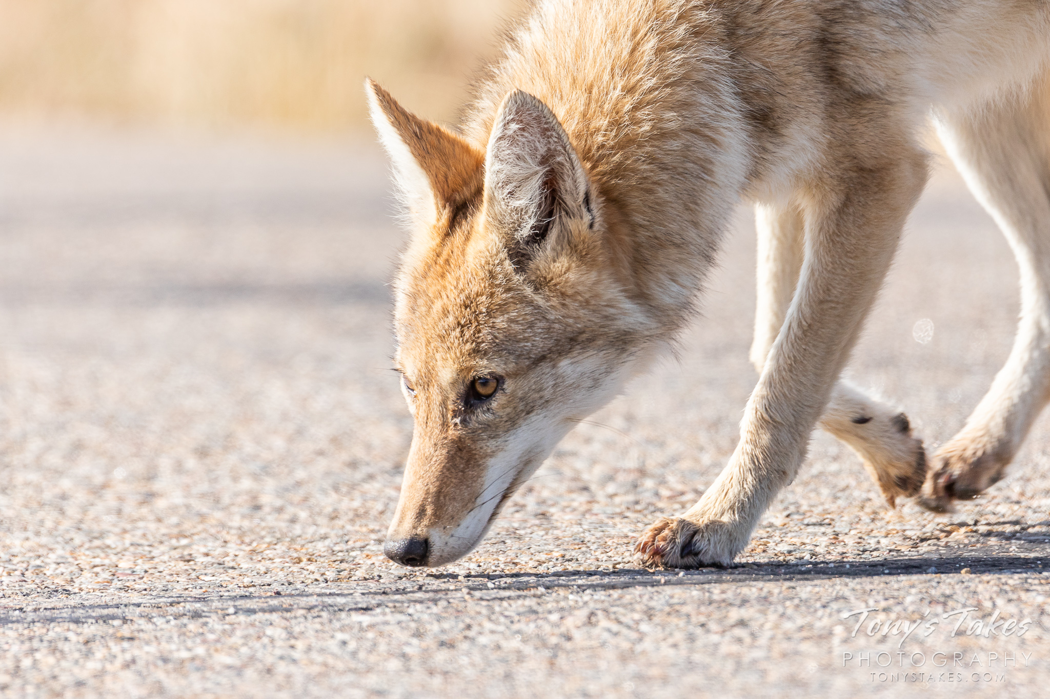 A young Coyote keeps its nose to the ground sniffing for a meal. (© Tony’s Takes)