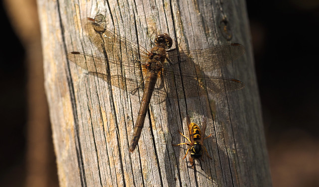 dragonfly and wasp