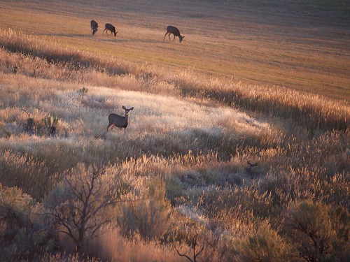 colorado us deer muledeer howmanydeer odocoileushemionus mammal morning sunrise
