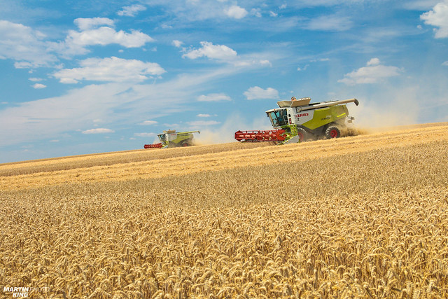 Downhill Wheat Harvest | CLAAS