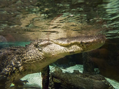 Newport Aquarium 06-15-2018 76 - American Alligator