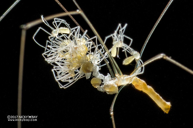 Daddy-long-legs spider (Pholcidae) - DSC_3210b