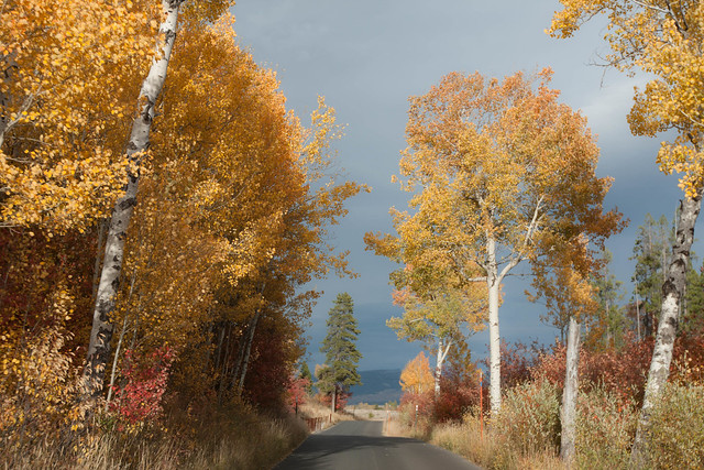 Fall Colors On Moose Wilson Road Grand Tetons National Park 2018