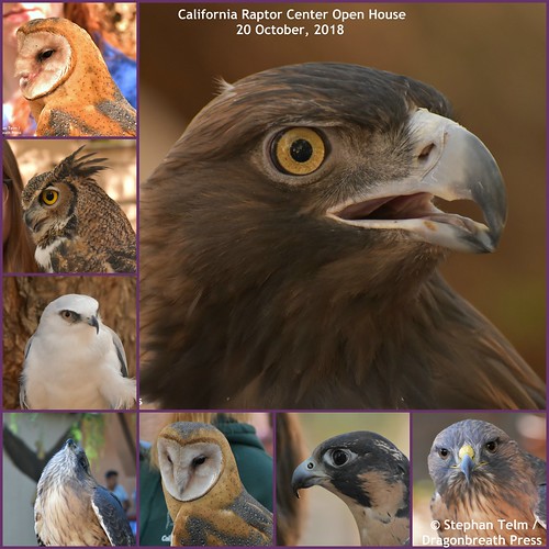 California Raptor Center Open House Collage_2