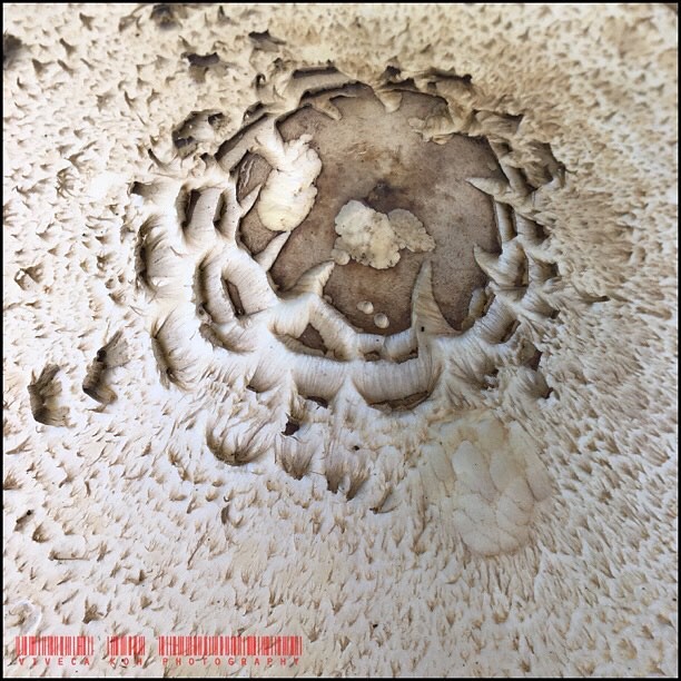 Parasol Mushroom #mushroom #parasolmushroom #funghi #autumn