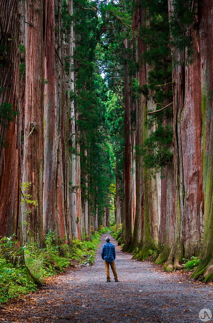 Togakushi Forest