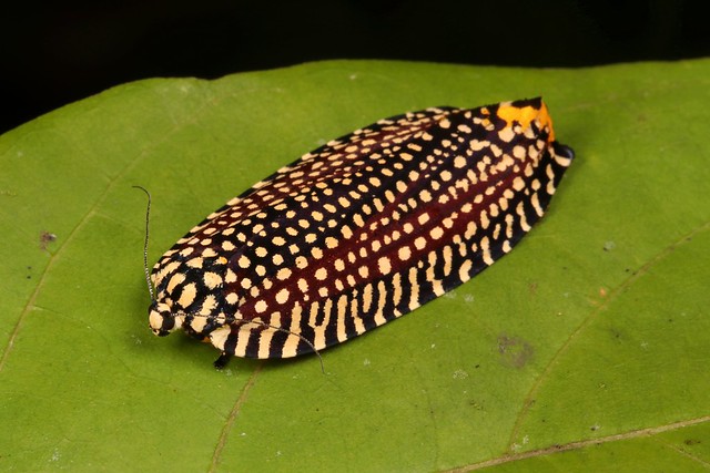 Tortrix Leafroller Moth (Cerace sp., Tortricinae, Tortricidae)