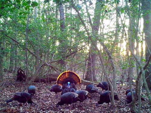 Photo of several wild turkeys in the woods