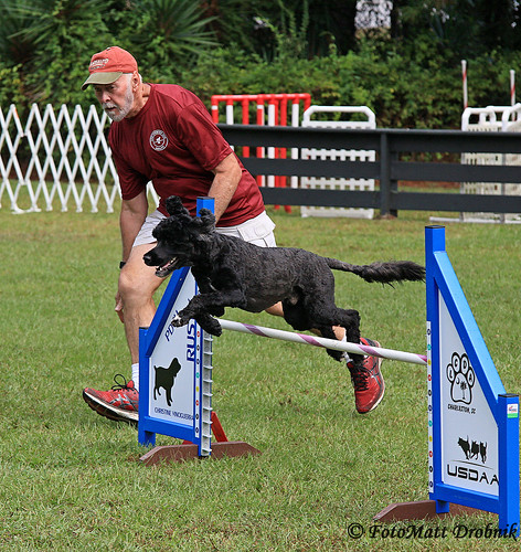 IMG_5683 | Saturday action at the 100th Agility Trial for LC… | Flickr