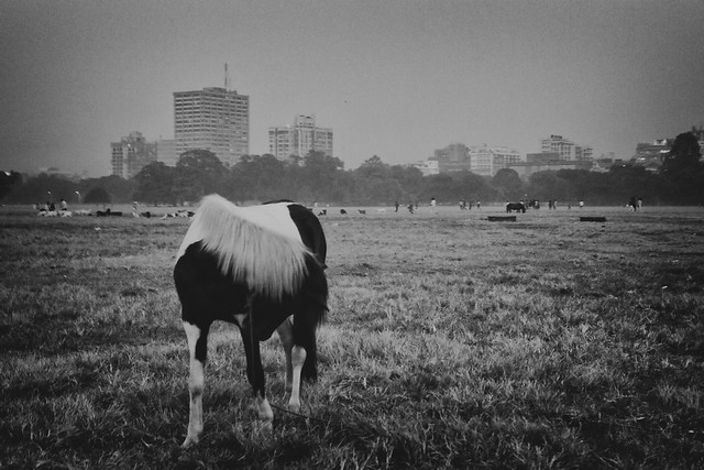 Horse, Kolkata