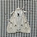 Woll-Rindeneule (Miller Moth, Acronicta leporina)