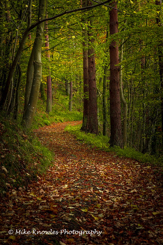 trees woods paths view leaves landscape northumberland stawardgorge canon canon650d mikeknowles forest