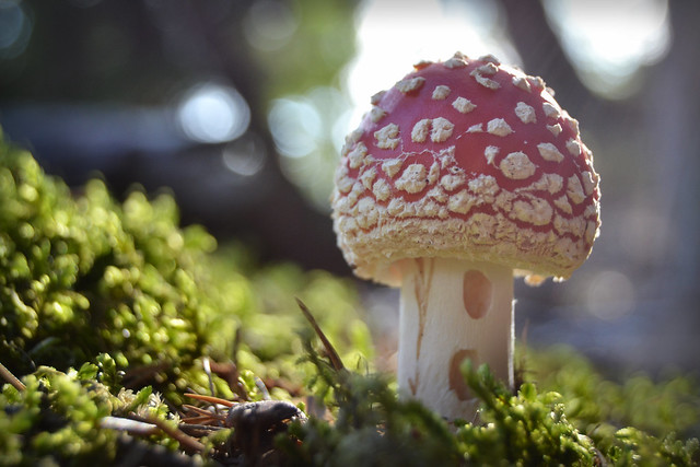 The magical world of mushrooms