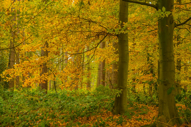 Woodland Autumnal Colours