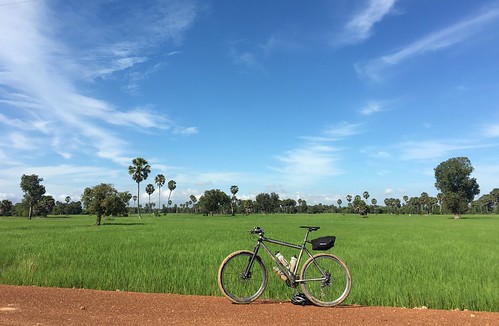 kingdomofcambodia cambodia cycling bicycle moots rigormootis sugarpalms rice paddy ricefield paddyfield kampongspeu kampongspeuprovince កម្ពុជា ខេត្តកំពង់ស្ កណ្ដាល samraongtongdistrict samraongtong
