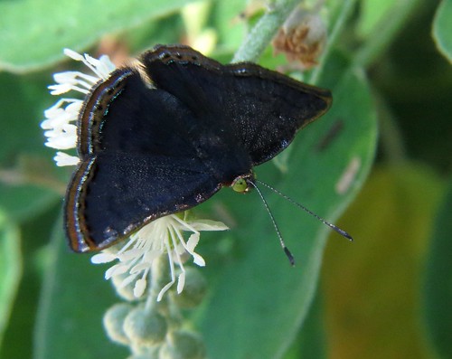 butterfly insect redborderedmetalmark cariaino nature wildlife edinburgnaturecenter edinburg texas