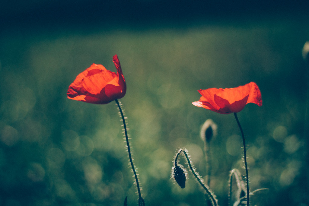 Poppies | If you want to see the best photos on Flickr pleas… | Flickr
