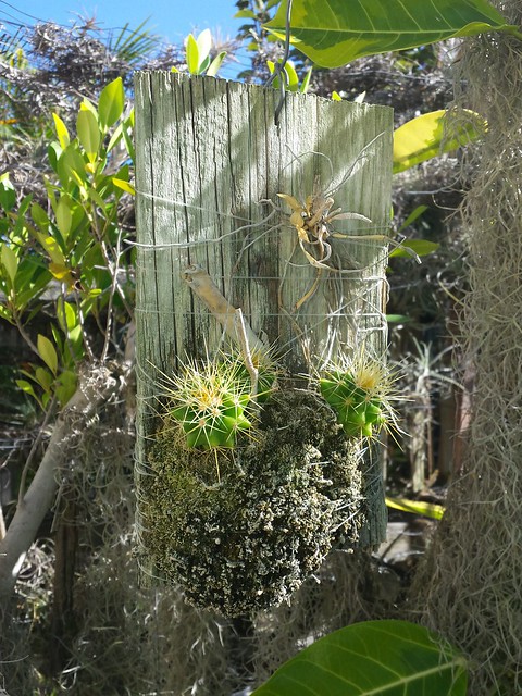 Golden Barrel Cactus Growing Epiphytically