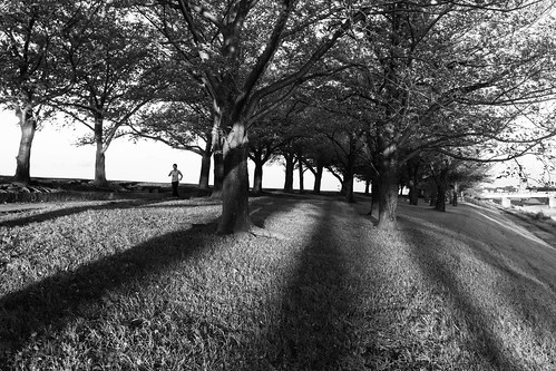 tokyo japan akabane arakawa riverbank trees shadows sunset dusk goldenhour nikon nikond7100 d7100 sigma sigma1750mmexdcoshsm blackandwhite blackwhite monochrome