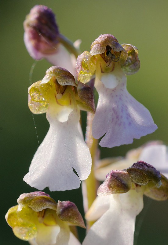 20180529-296F | Spitzels Knabenkraut (Orchis spitzelii), nahezu weiß blühend, im Norden Gotlands. Gotland/Schweden, 29.05.2018