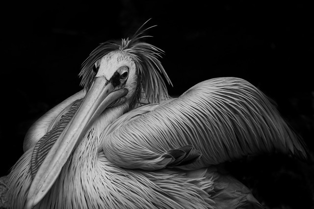 Pelikan im Tierpark Berlin