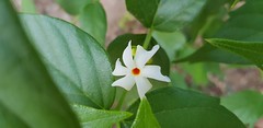 Night jasmine -Nyctanthes arbortristis- பவள மல்லிகை