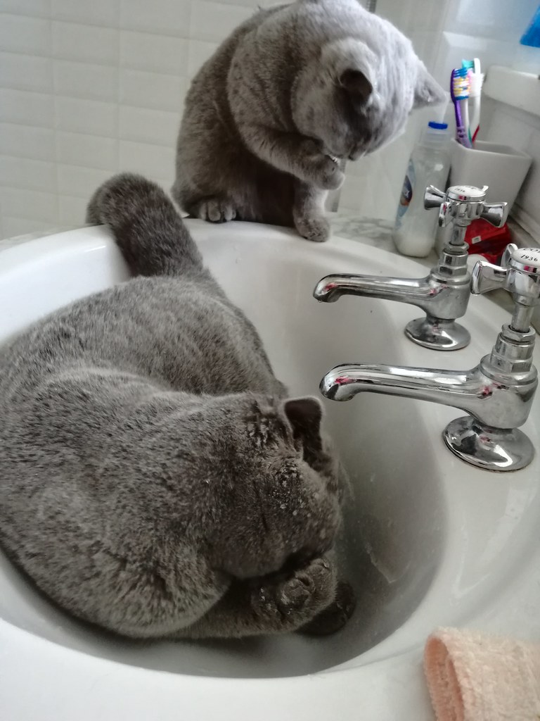 Rosie takes a tap shower, Sep 2018