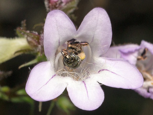 Small Bee on Penstemon digitalis
