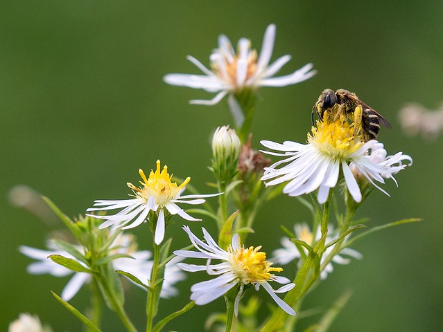 Fall Asters with Halictus Bee