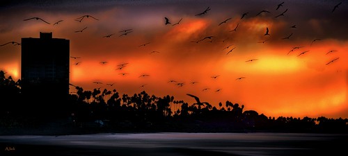 shore sky sunrise shorefront sihlouette longbeachcalifornia longbeachgranprix light lifeguardstation california clouds flight birds blackskimmers rynchopsniger l